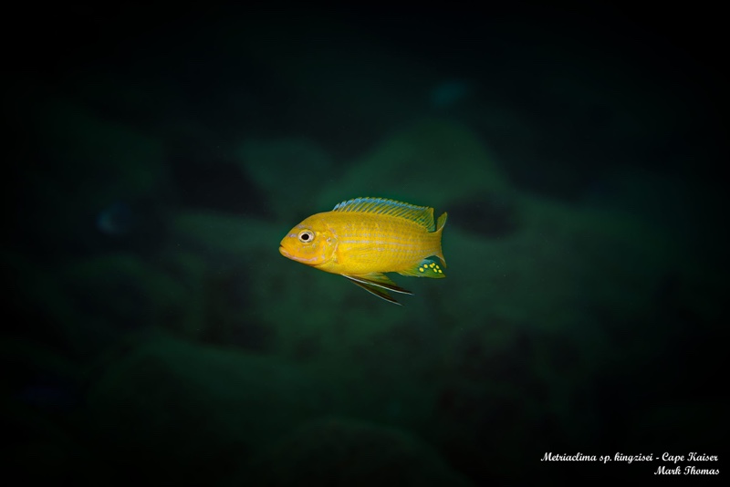 Maylandia sp. 'kingsizei lupingu' Cape Kaiser